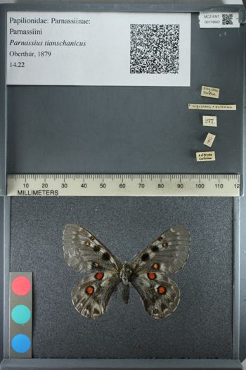 Media type: image;   Entomology 174843